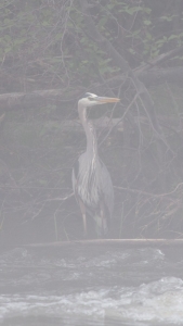 WILDLIFE