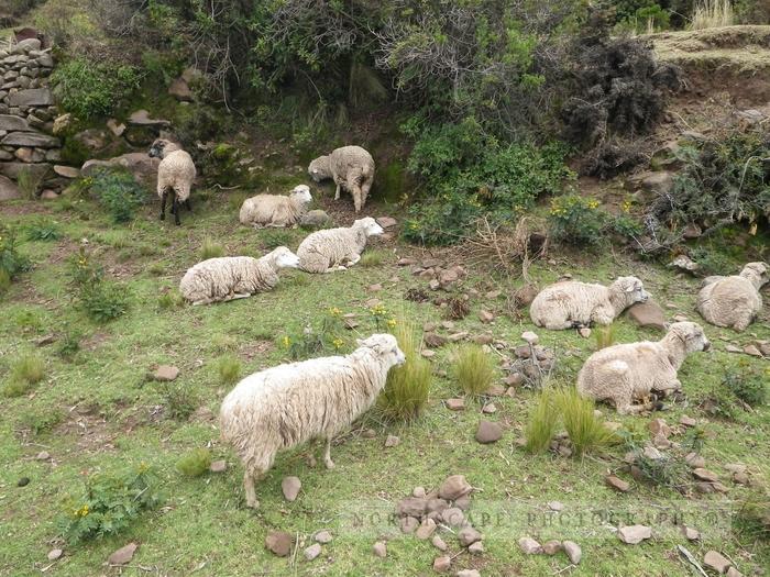 Peru