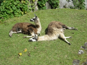 Peru