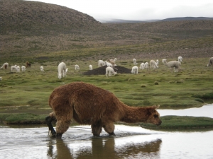 Peru