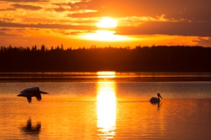 BIRDS