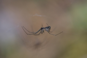 INSECTS