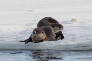 MAMMALS