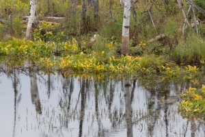 WATERBODIES