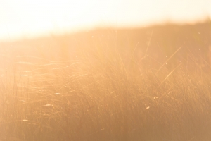 GRASS