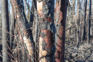 TREES
